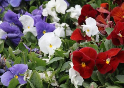 Plant i grupper